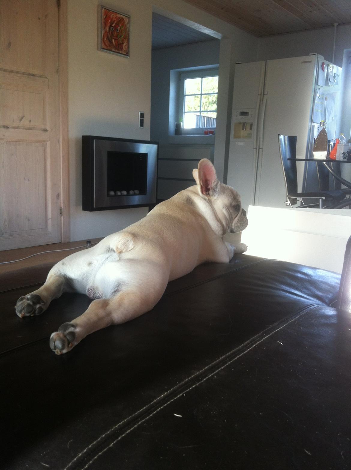 Fransk bulldog Kenzo billede 15