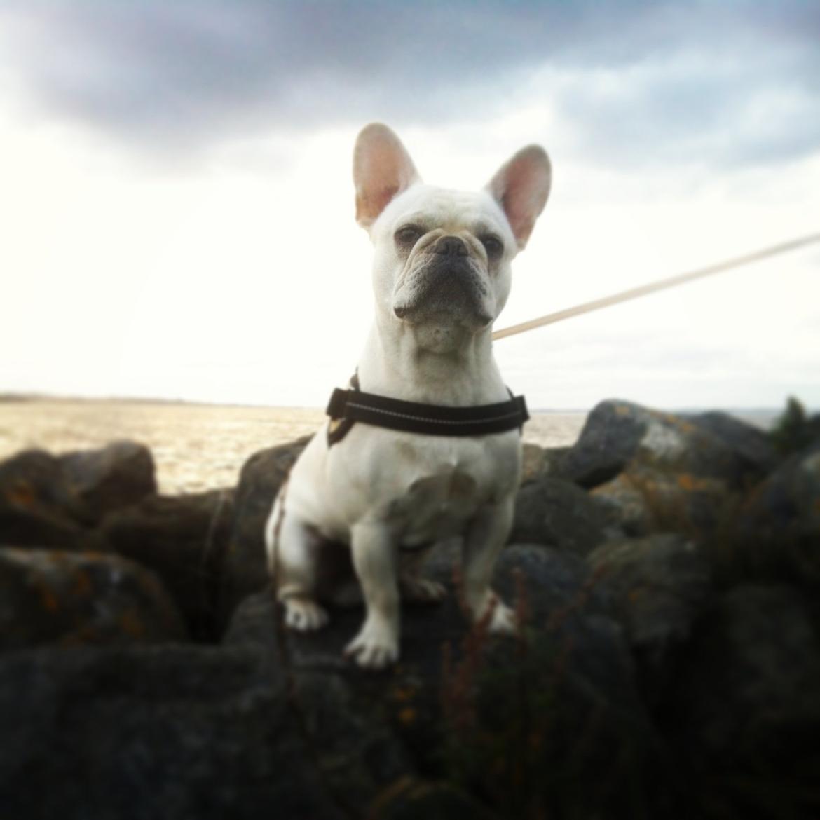 Fransk bulldog Kenzo billede 18