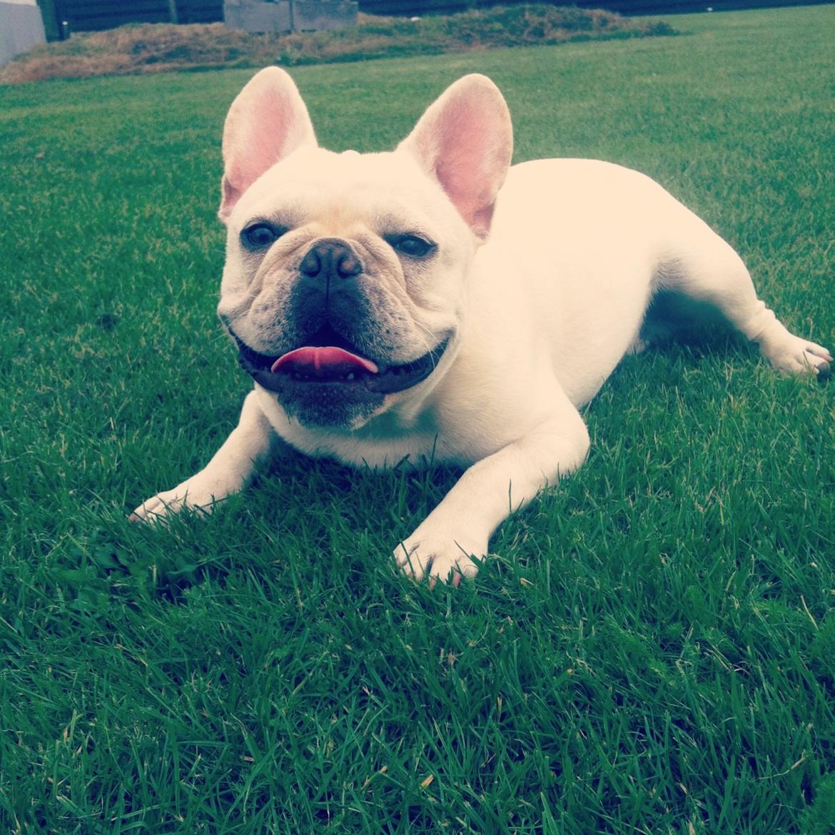 Fransk bulldog Kenzo billede 19