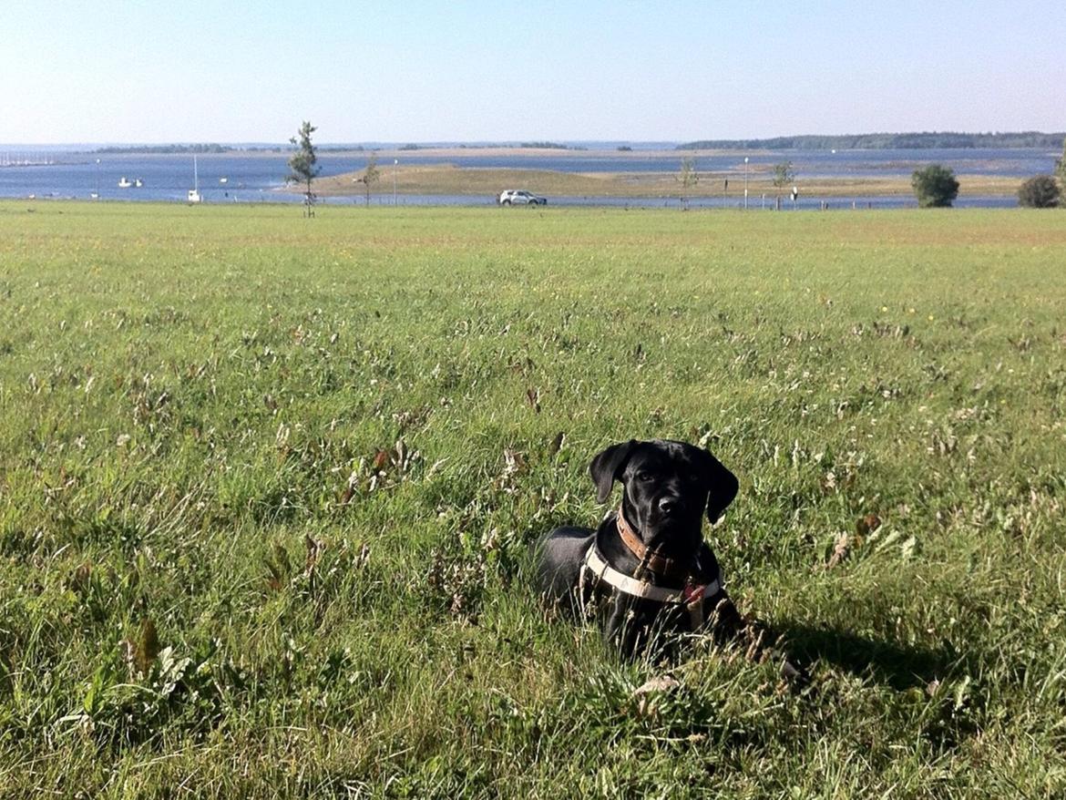 Cane corso Ronja billede 13