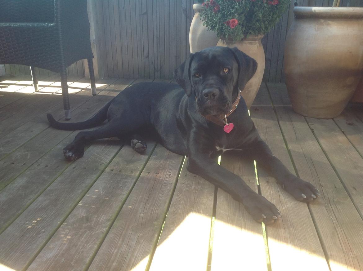 Cane corso Ronja billede 15