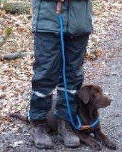 Labrador retriever Coco (Himmelhund) billede 3