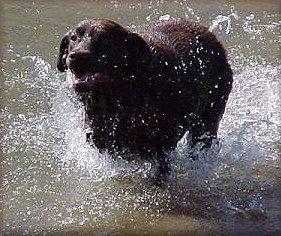 Labrador retriever Coco (Himmelhund) billede 4