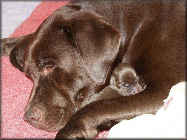 Labrador retriever Coco (Himmelhund) billede 5