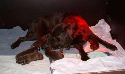 Labrador retriever Coco (Himmelhund) billede 6