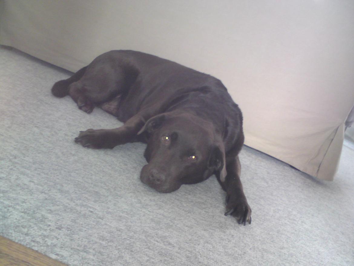 Labrador retriever Coco (Himmelhund) billede 7