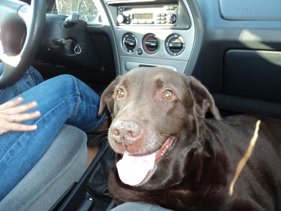 Labrador retriever Coco (Himmelhund) billede 8