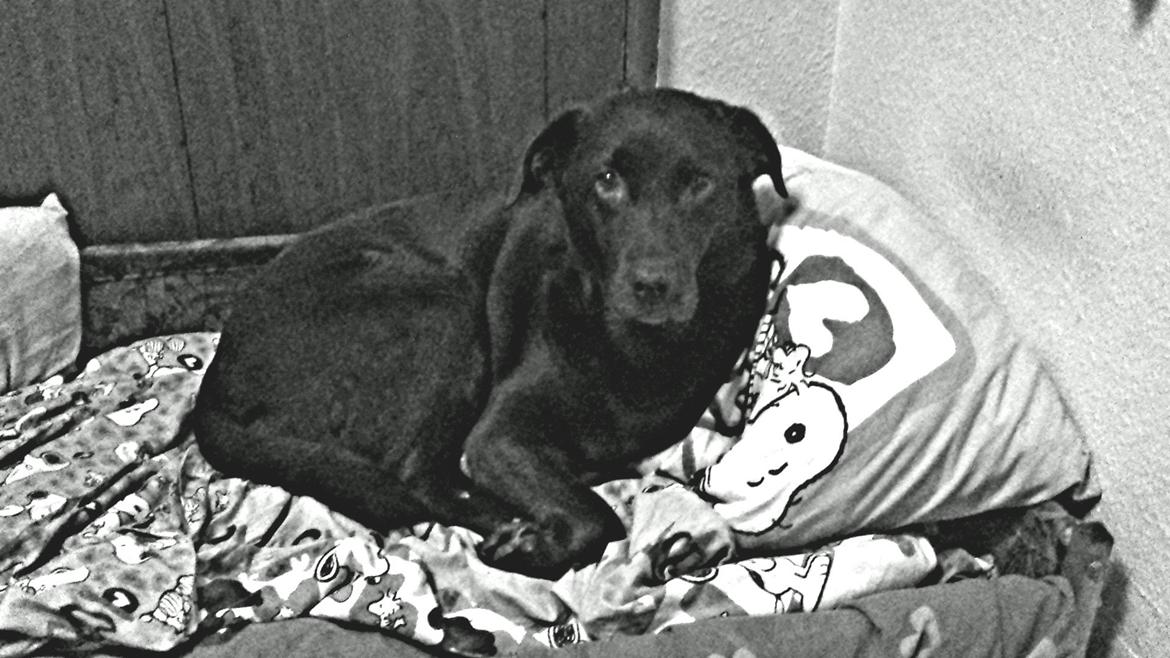 Labrador retriever Coco (Himmelhund) billede 2