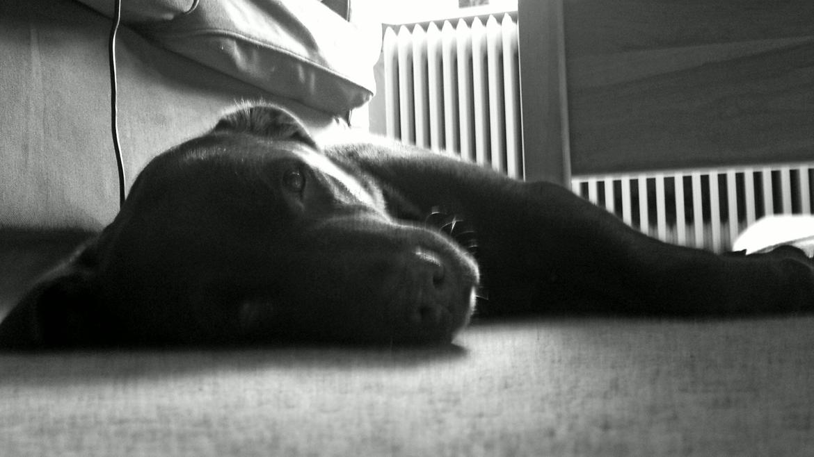 Labrador retriever Coco (Himmelhund) billede 9