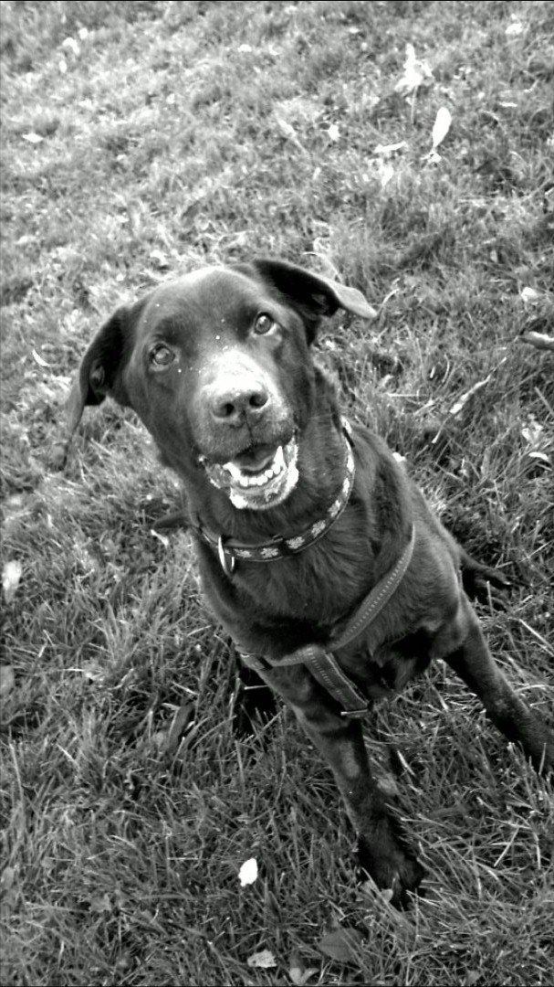 Labrador retriever Coco (Himmelhund) billede 10