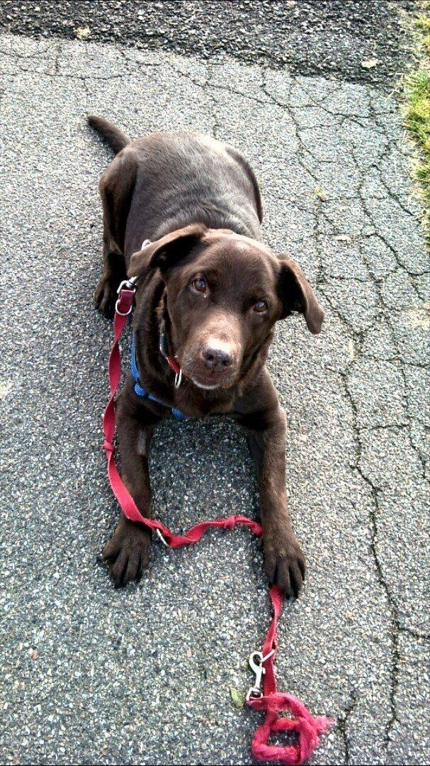 Labrador retriever Coco (Himmelhund) billede 11