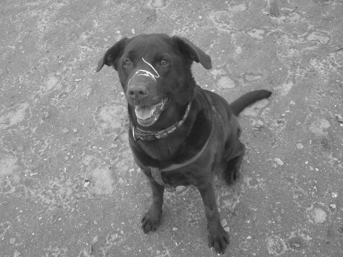 Labrador retriever Coco (Himmelhund) billede 12