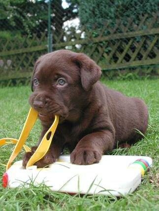 Labrador retriever Coco (Himmelhund) billede 13