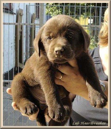 Labrador retriever Coco (Himmelhund) billede 1