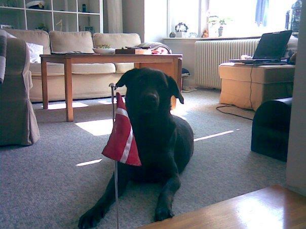 Labrador retriever Coco (Himmelhund) billede 14