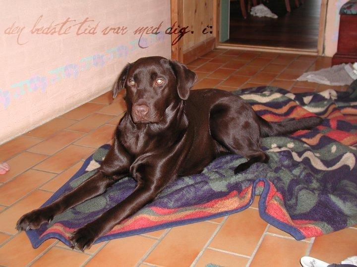 Labrador retriever Coco (Himmelhund) billede 15