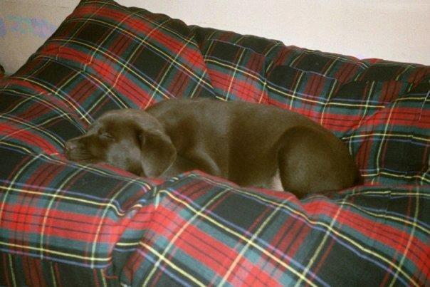 Labrador retriever Coco (Himmelhund) billede 16