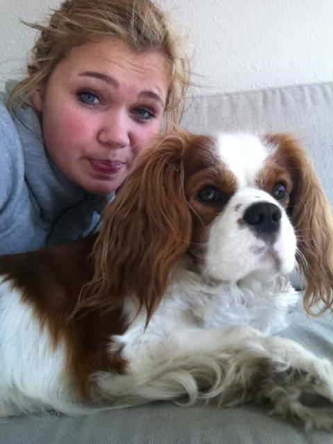 Cavalier king charles spaniel Felix billede 6