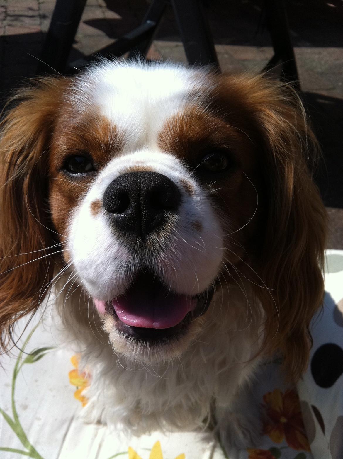 Cavalier king charles spaniel Felix billede 7