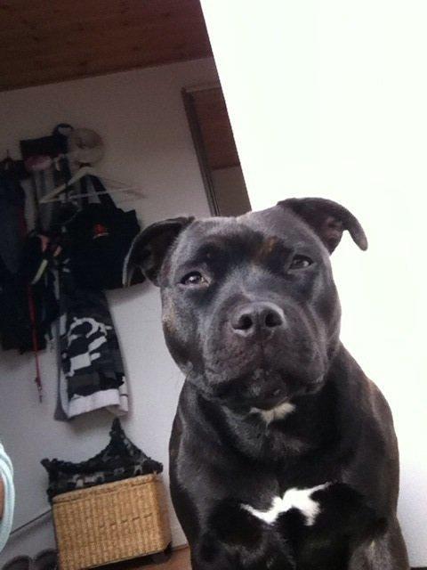 Staffordshire bull terrier Angel carbonara staff sodalis billede 12
