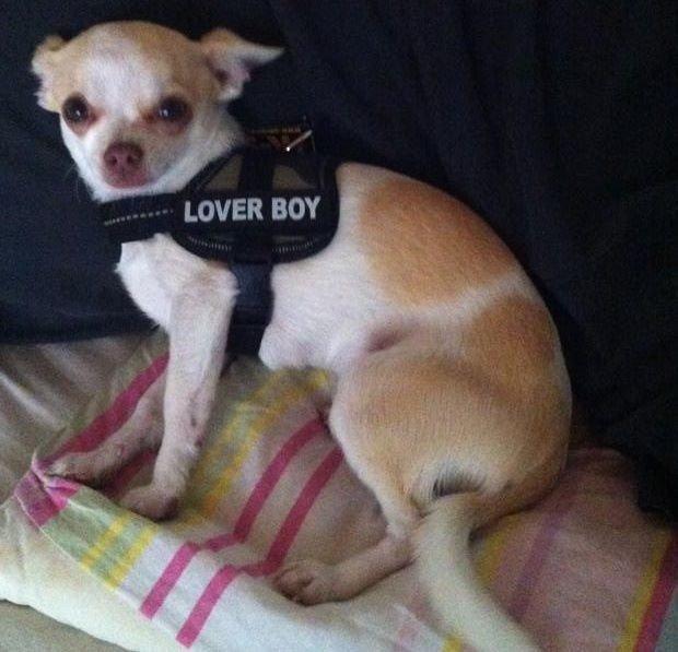 Chihuahua Louie billede 13