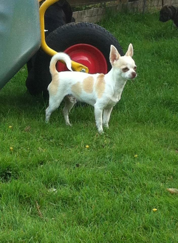 Chihuahua Louie billede 14