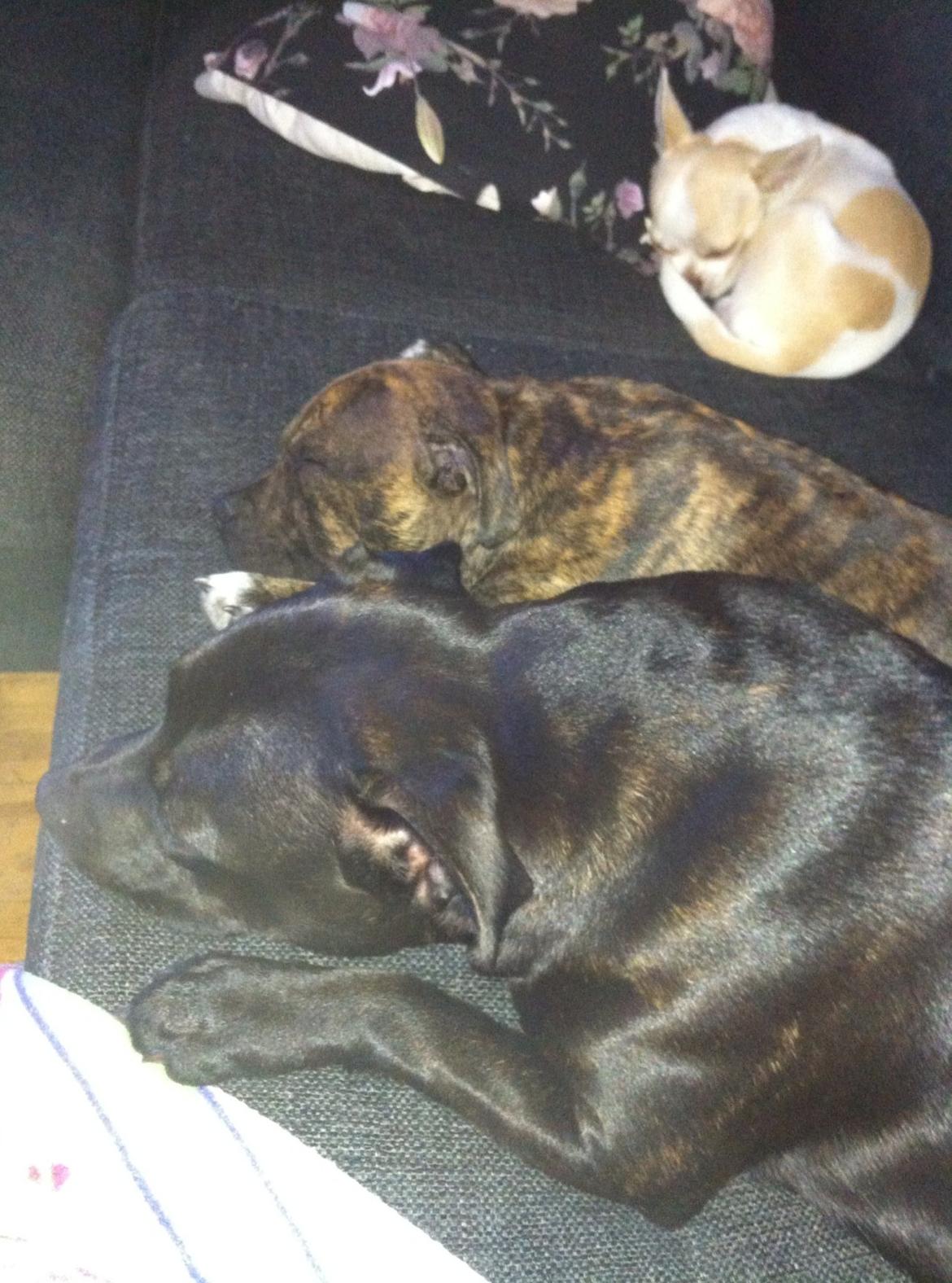 Chihuahua Louie billede 15