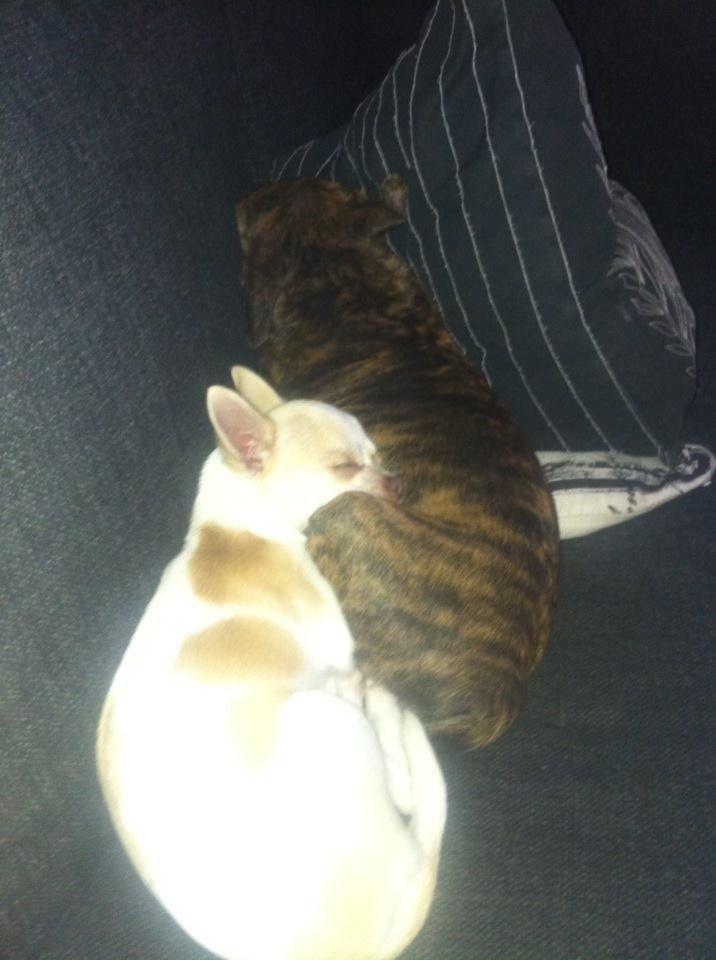 Chihuahua Louie billede 16