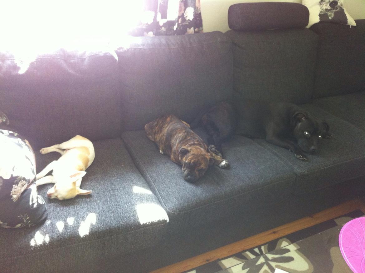 Chihuahua Louie billede 17