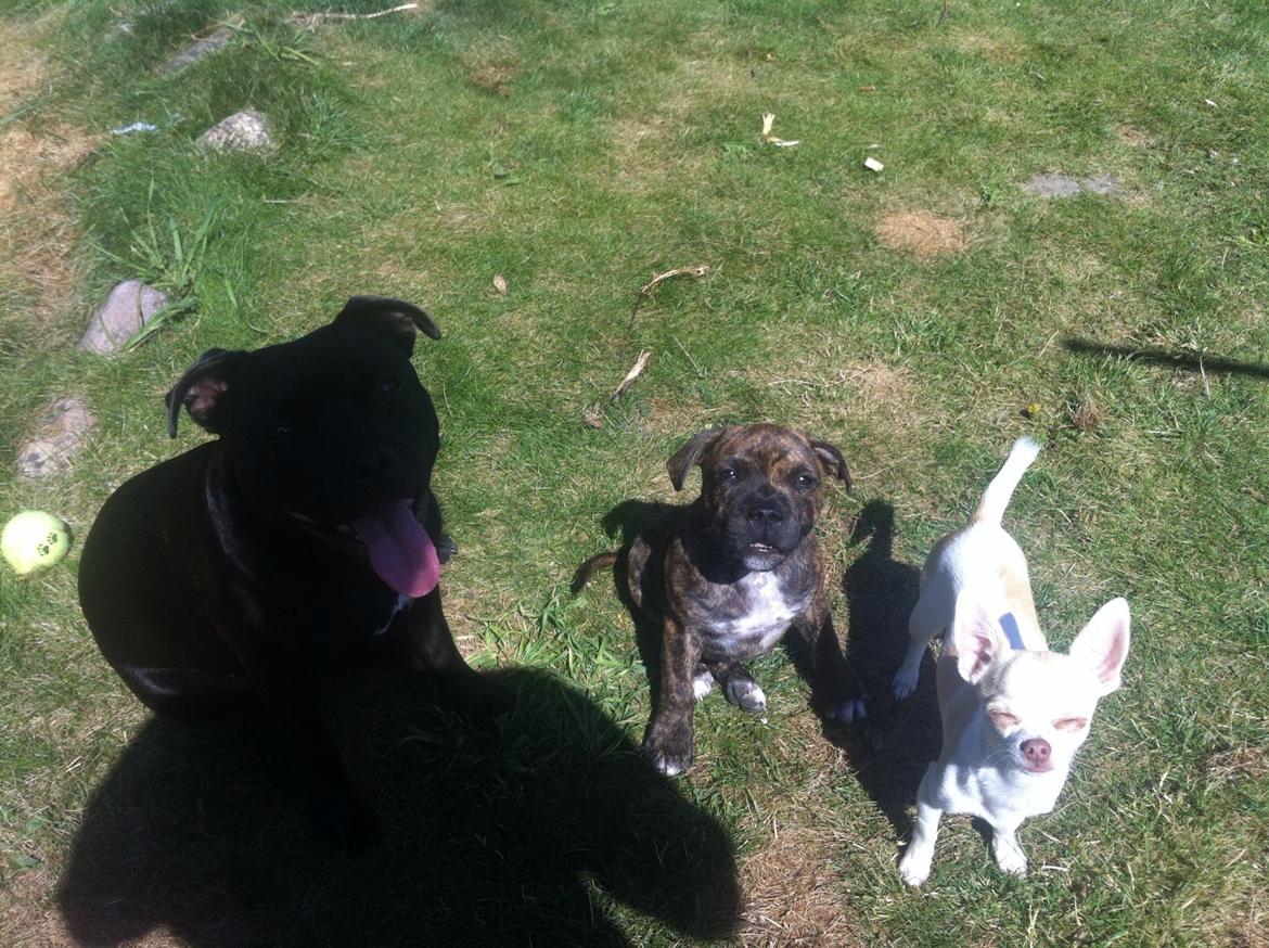 Chihuahua Louie billede 18