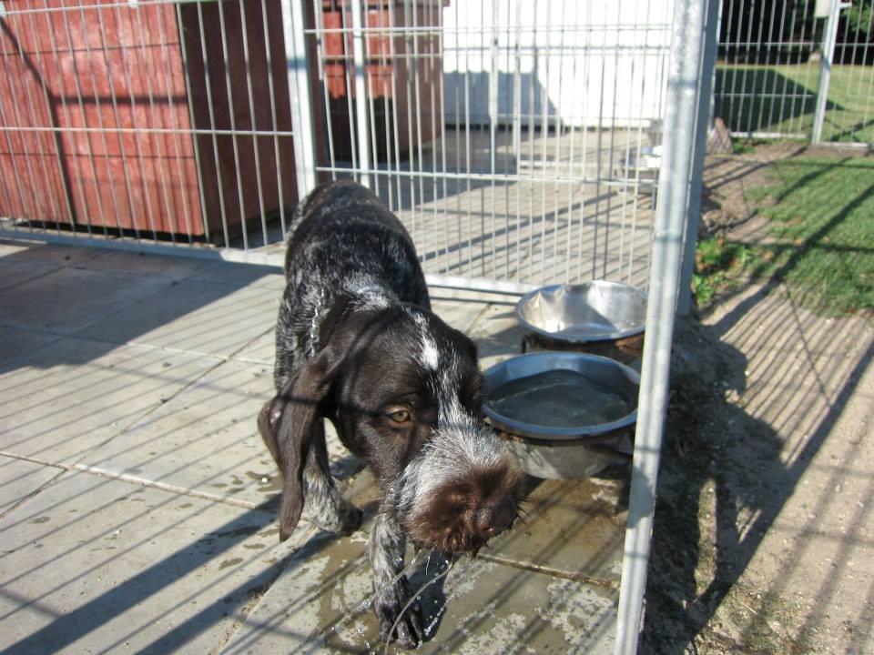 Ruhåret hønsehund Karmdal Elo (Kato) billede 2