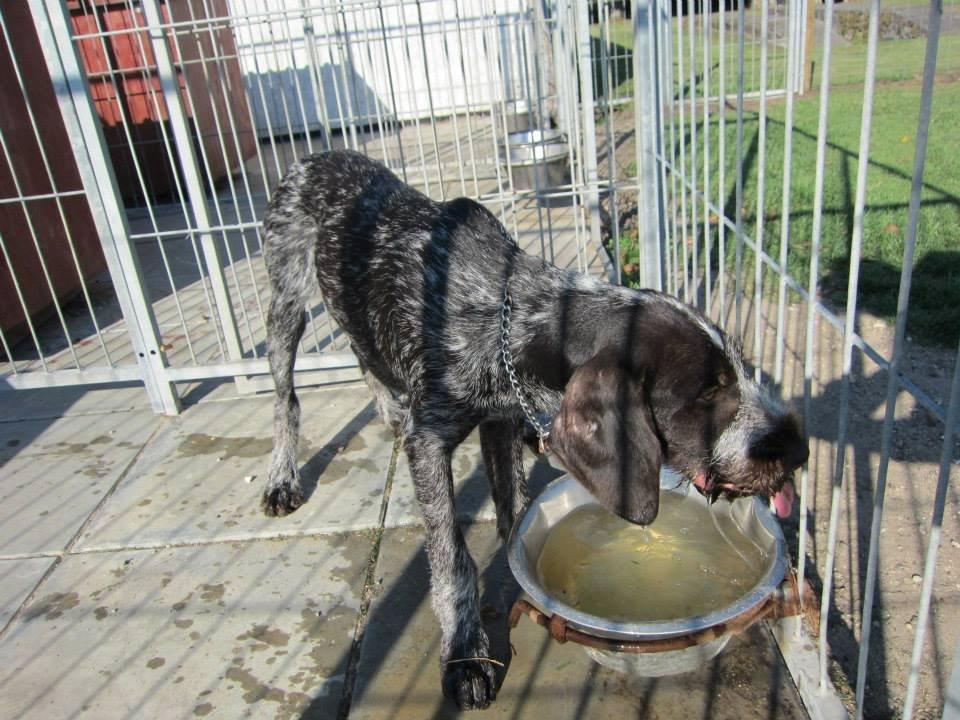 Ruhåret hønsehund Karmdal Elo (Kato) billede 3