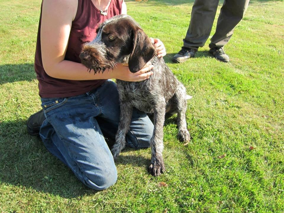 Ruhåret hønsehund Karmdal Elo (Kato) billede 4