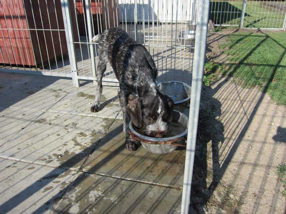 Ruhåret hønsehund Karmdal Elo (Kato) billede 5