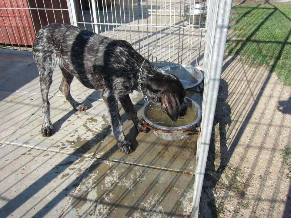 Ruhåret hønsehund Karmdal Elo (Kato) billede 6
