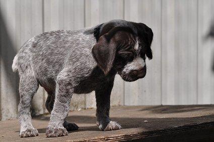 Ruhåret hønsehund Karmdal Elo (Kato) billede 7