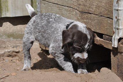 Ruhåret hønsehund Karmdal Elo (Kato) billede 10