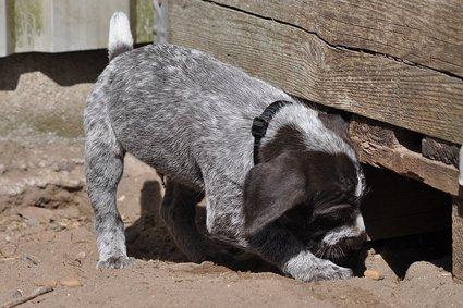 Ruhåret hønsehund Karmdal Elo (Kato) billede 11