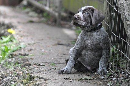 Ruhåret hønsehund Karmdal Elo (Kato) billede 9