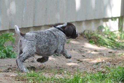 Ruhåret hønsehund Karmdal Elo (Kato) billede 12