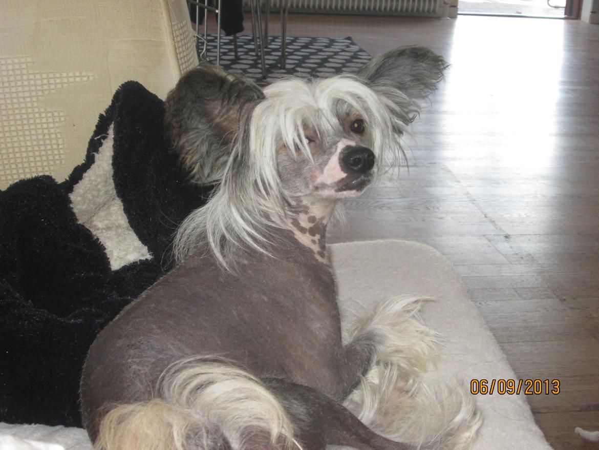 Chinese crested hårløs Nico billede 27