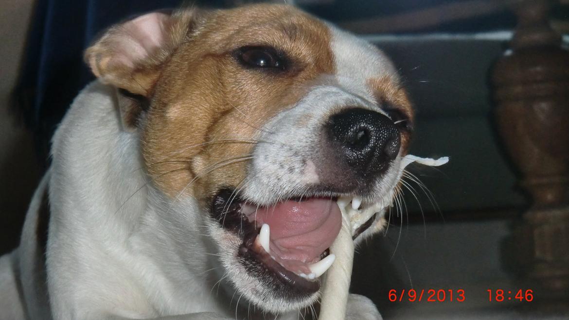 Dansk svensk gaardhund Liv billede 2