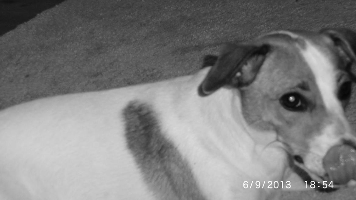 Dansk svensk gaardhund Liv billede 34