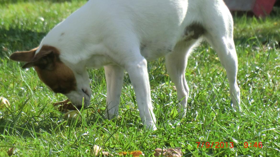 Dansk svensk gaardhund Liv billede 5