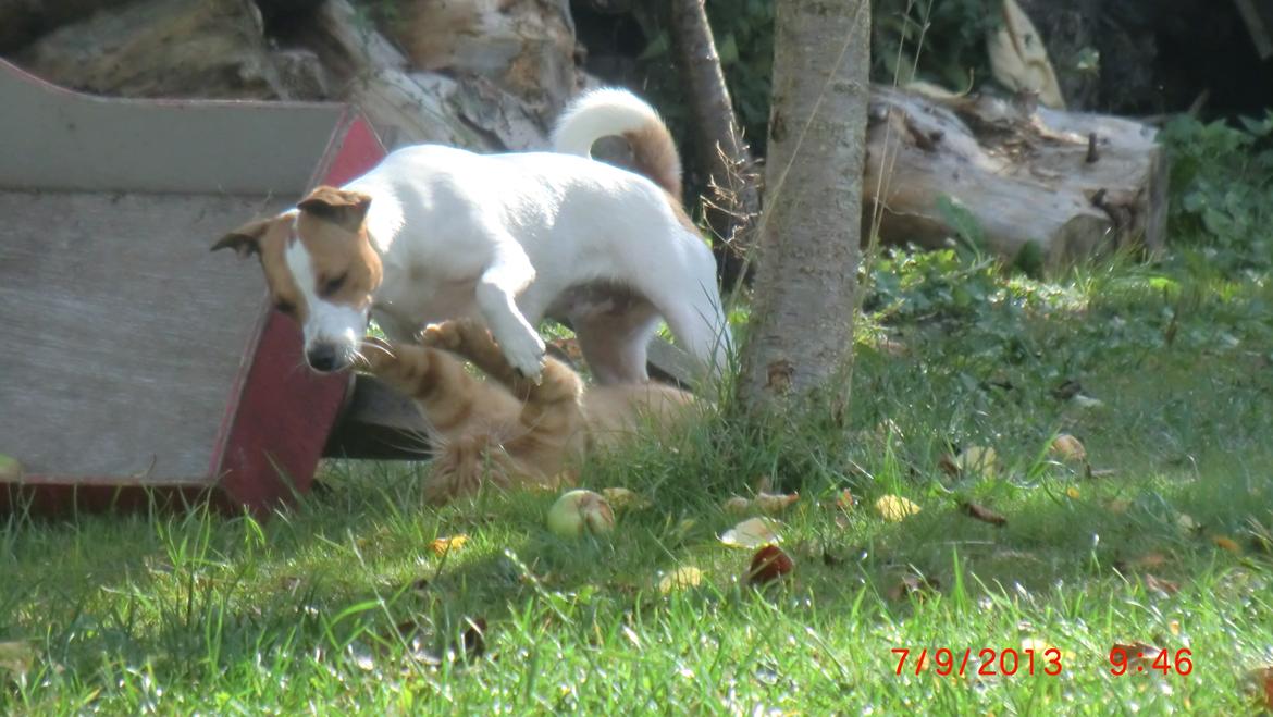 Dansk svensk gaardhund Liv billede 35