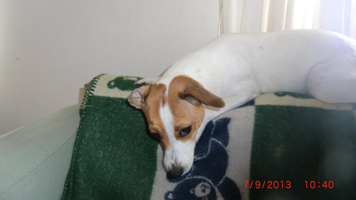 Dansk svensk gaardhund Liv billede 36