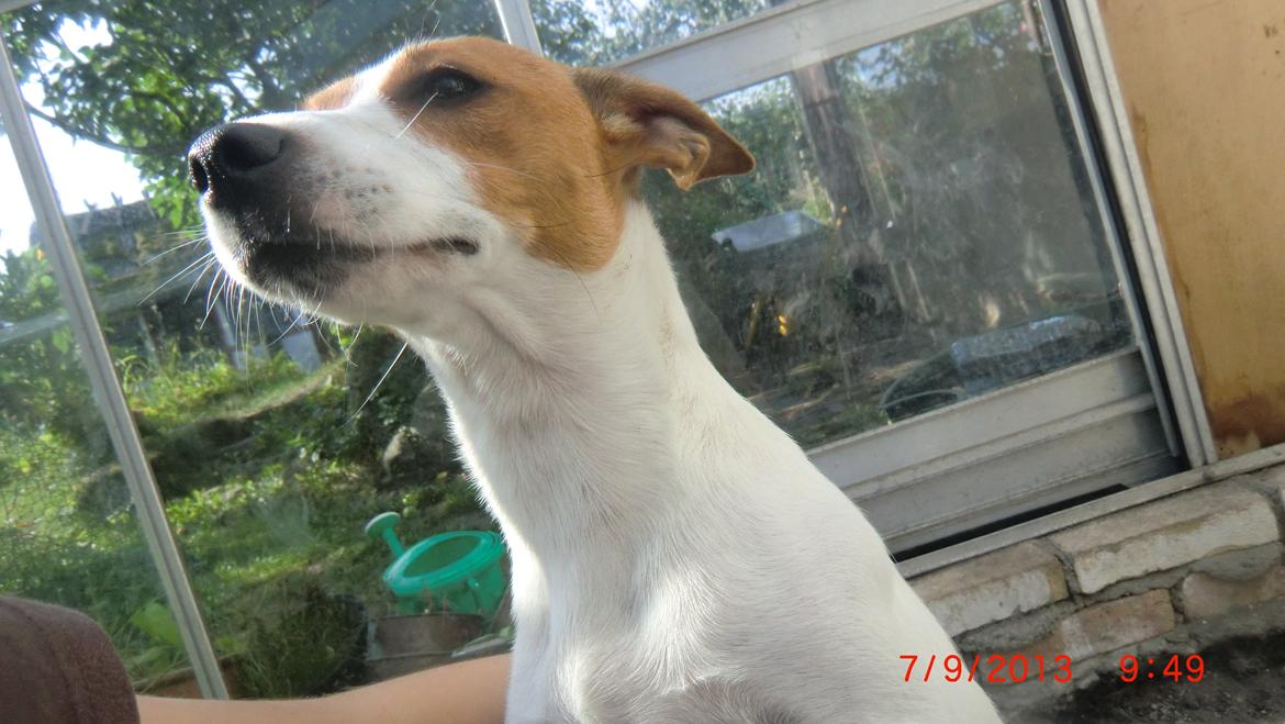 Dansk svensk gaardhund Liv billede 37