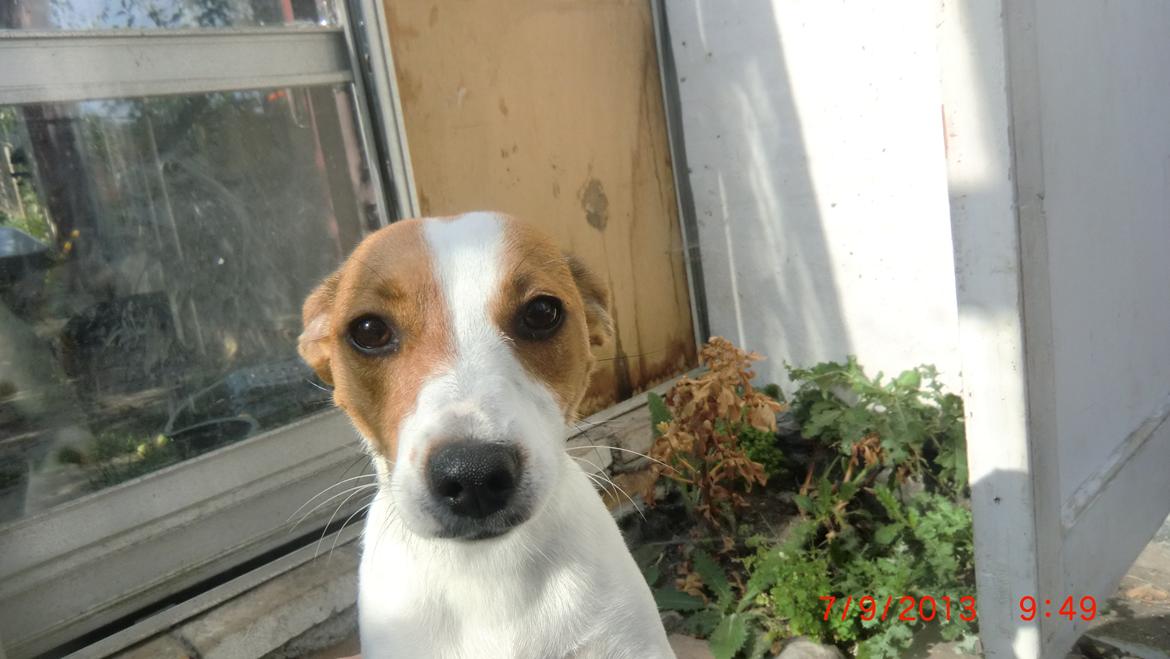 Dansk svensk gaardhund Liv billede 38