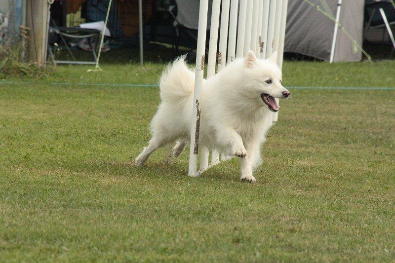 Japansk spids - Chiko - Agility konkurrence DcH Nykøbing/Rørvig d.31/08/2013+01/09/2013 
Foto: Carina billede 2