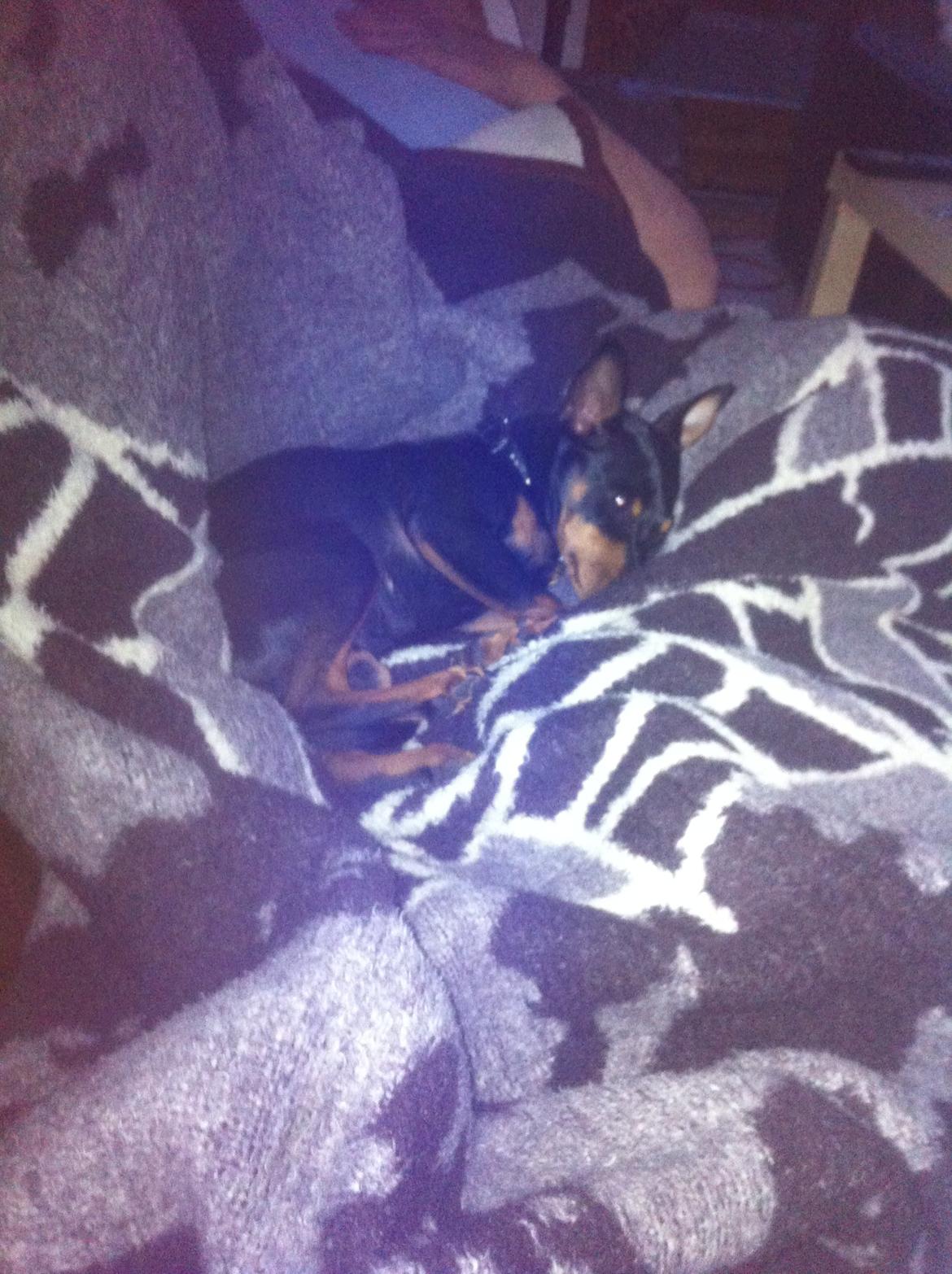 Dvaergpinscher Lady - Elsker at ligge hvor der er trygt og varmt. <3 billede 12